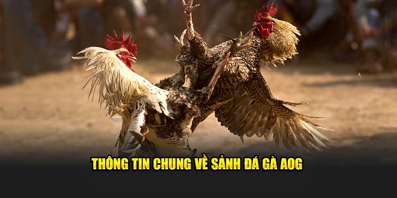 Tìm hiểu đá gà AOG